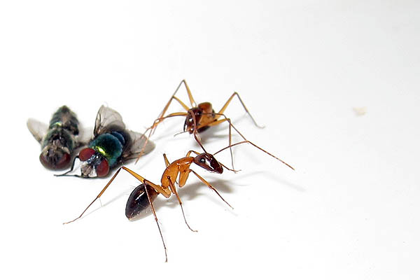 Two flies taken hostage by ants